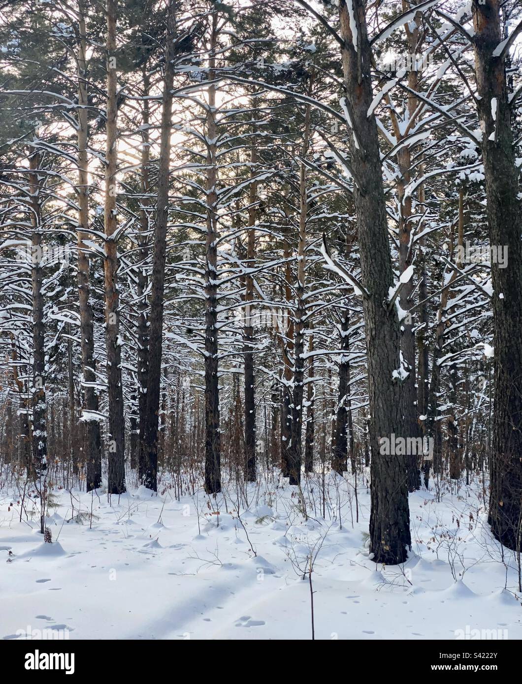 Coucher de soleil dans une forêt de pins d'hiver avec des branches dans la neige en Sibérie. - Image de stock capturée avec un smartphone