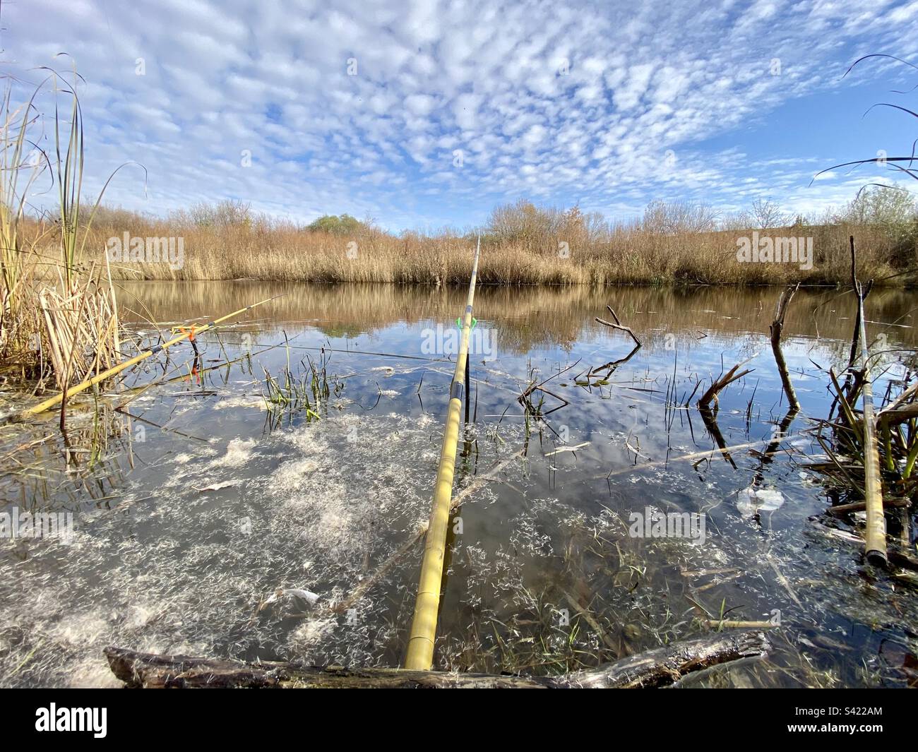 Trois tiges de flotteurs se trouvent sur des peuplements dans la rivière, au milieu de l'herbe d'automne et des peluches de queue sur la surface de l'eau - Image de stock capturée avec un smartphone