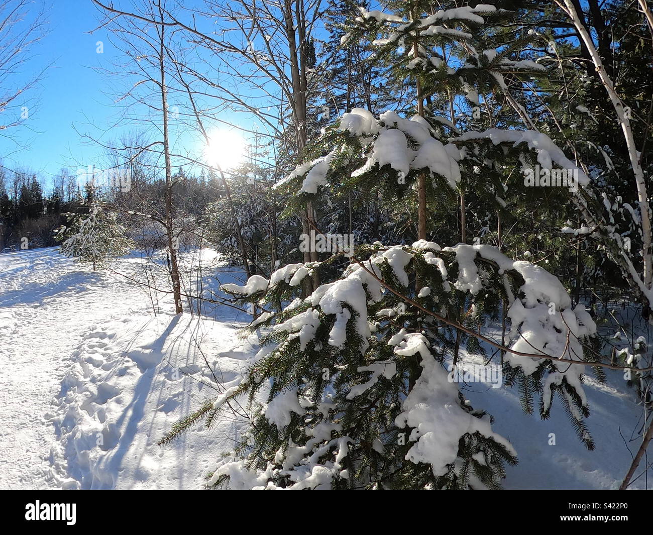 Neige sur les branches d'épinette par une journée ensoleillée dans le parc de Québec - Image de stock capturée avec un smartphone