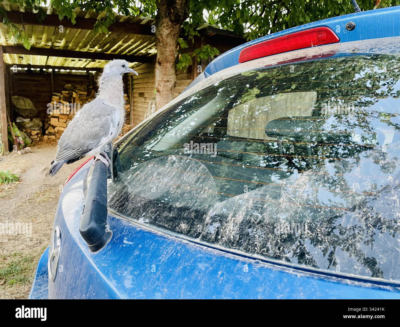 Bébé pigeon assis sur l'essuie-glace arrière d'une voiture Mazda 2 Banque D'Images