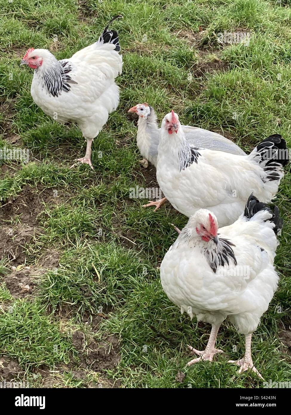 Poules de la gamme libre noires et blanches Banque D'Images