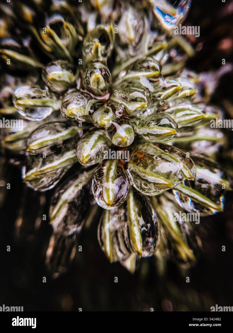 Les branches d'arbres gelés Banque D'Images