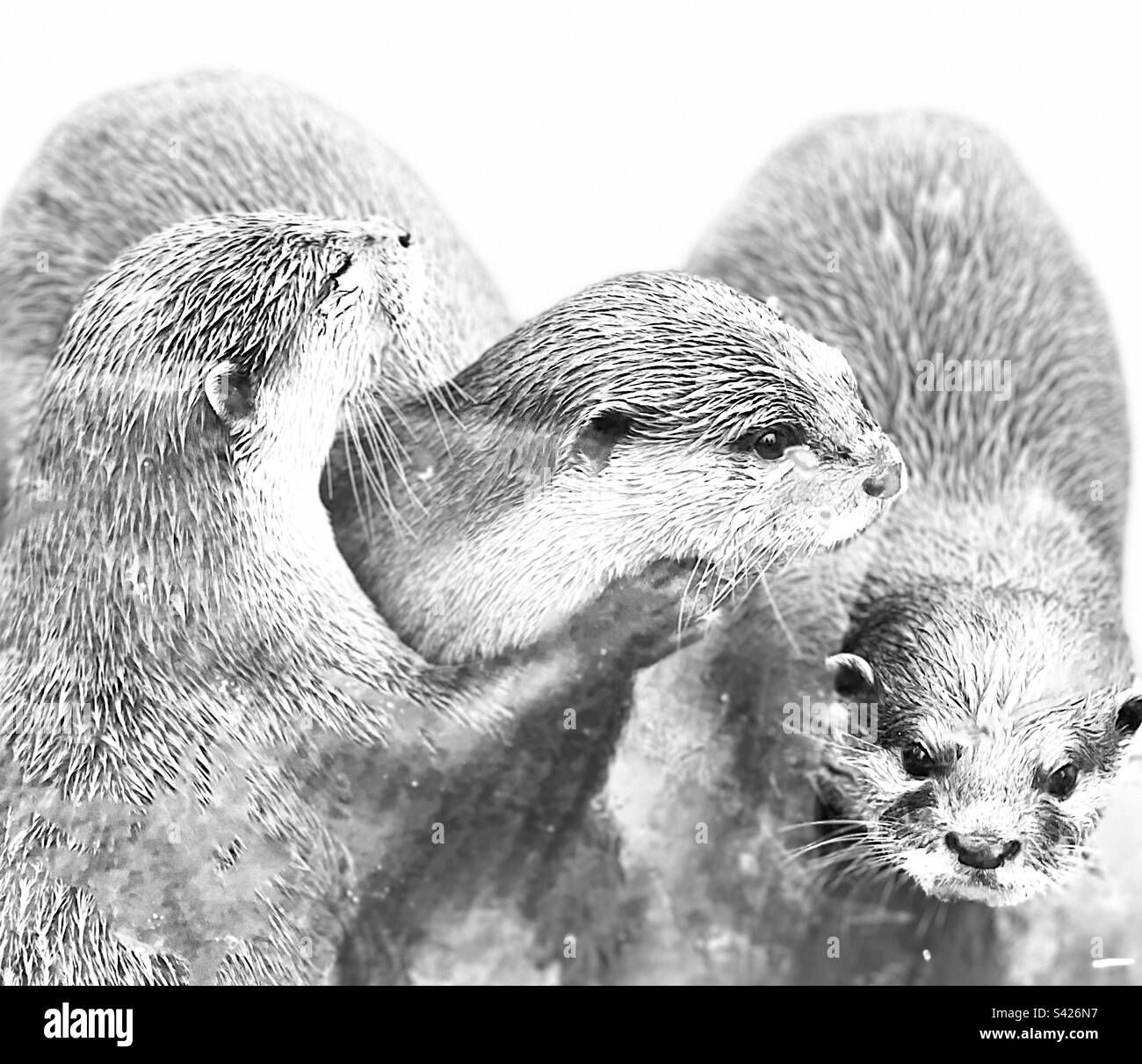 Photo en noir et blanc des loutres en cuddling au zoo de messingham Banque D'Images