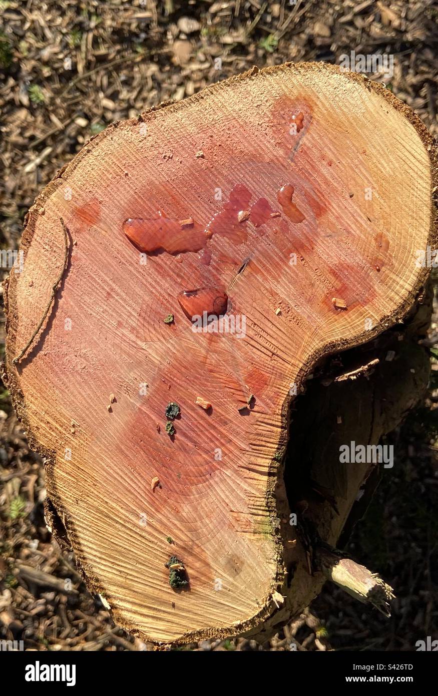 Souche d'arbre en pleurs Banque D'Images