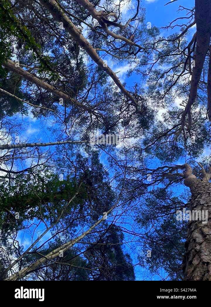 De grands arbres s'élèvent jusqu'au ciel bleu d'hiver. Photo prise du sol pour créer les couleurs contrastées . Banque D'Images