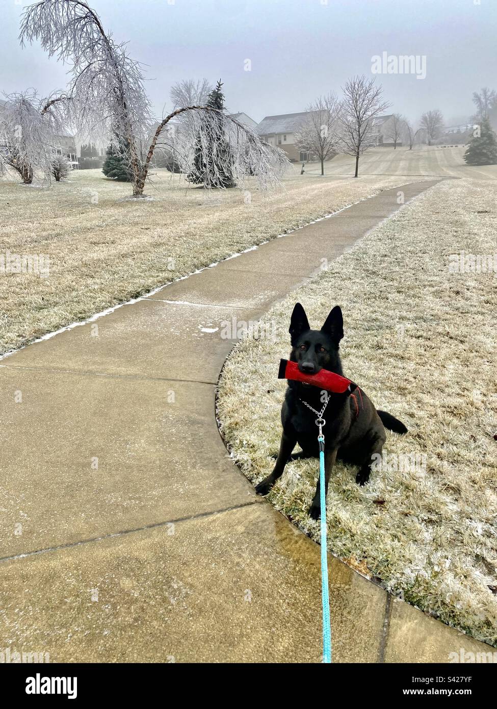 Chien noir après la tempête de verglas Banque D'Images