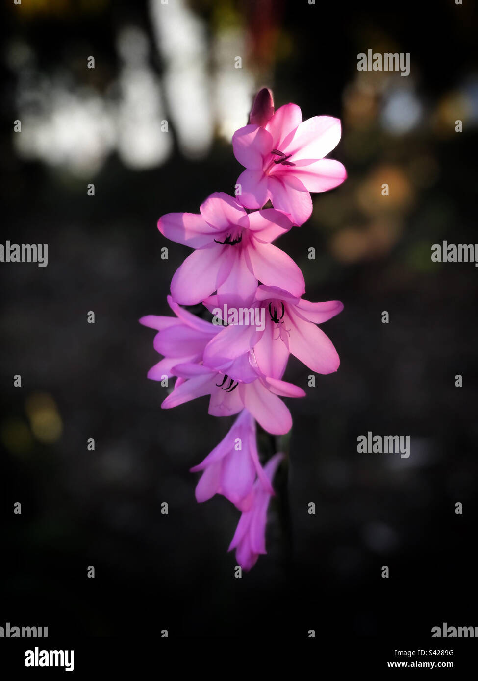 Fleurs roses vives mises en évidence par le soleil de l'après-midi - Image de stock capturée avec un smartphone