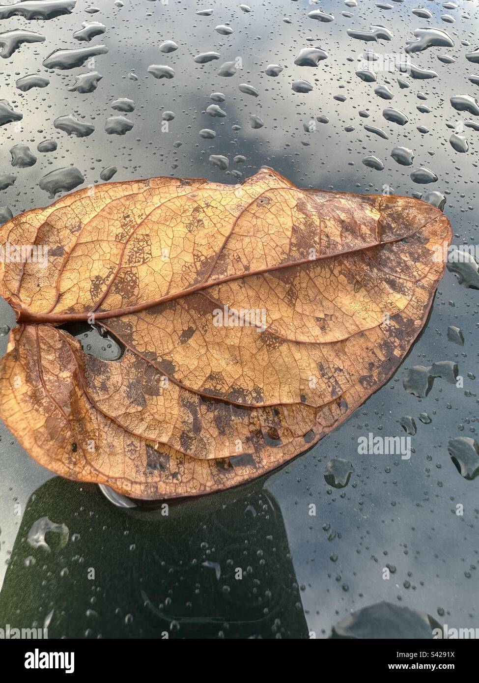 LEAF sur une voiture verte Banque D'Images