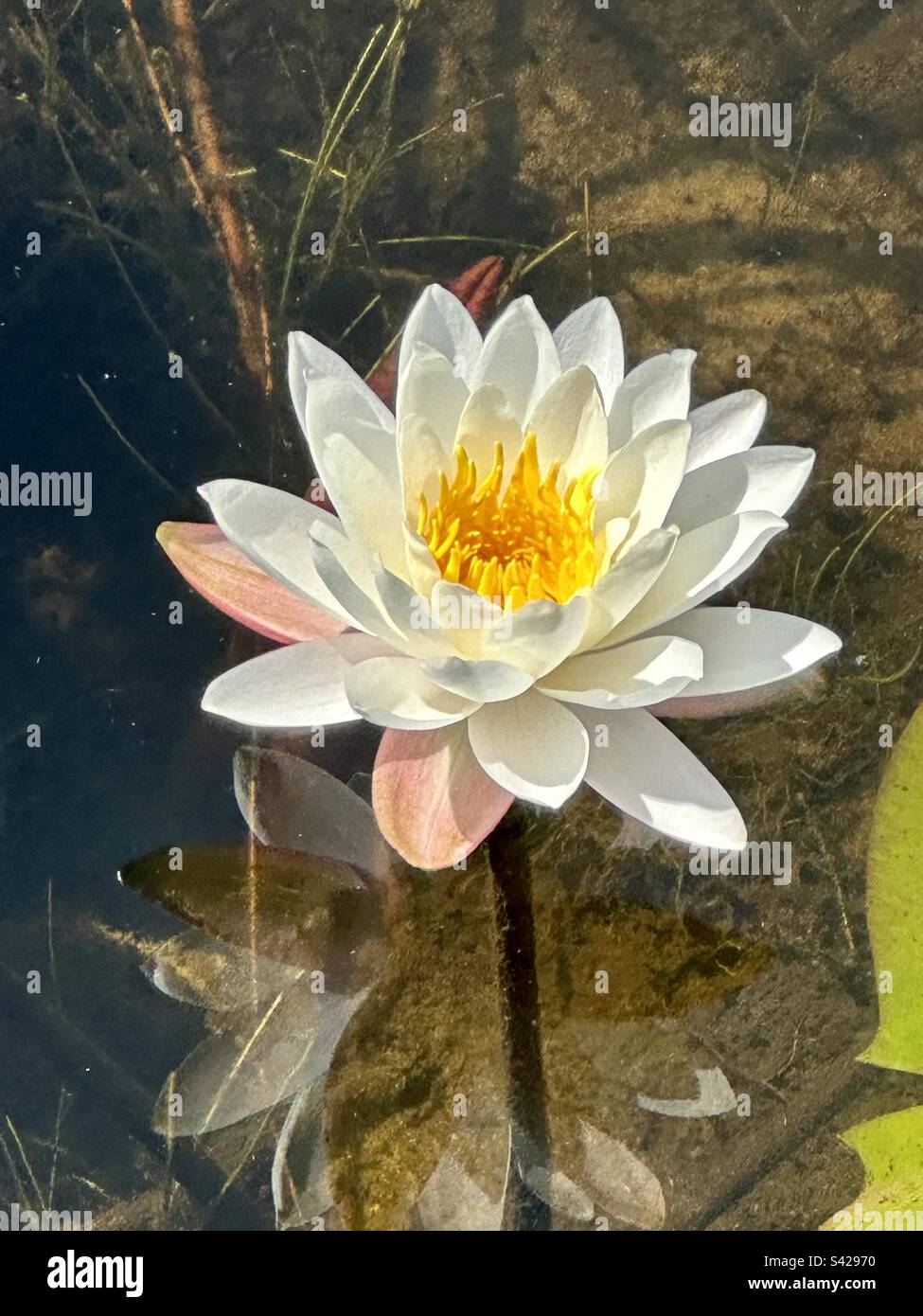 Nymphaea odorata, également connu sous le nom de nénuphars blancs américains, nénuphars odorants, racine de castors, nénuphars blancs parfumés, nénuphars blancs, - Image de stock capturée avec un smartphone