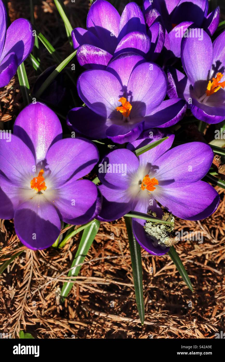 Beauté des fleurs violettes au soleil Banque D'Images