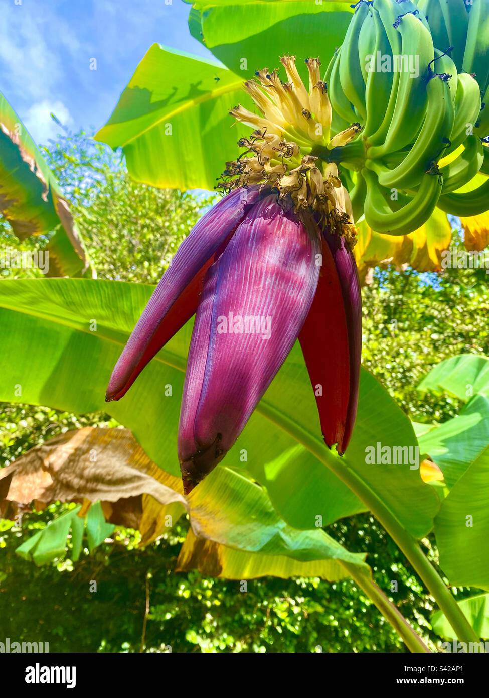 Fleur de bananiers rougeâtre-pourpre au Belize Banque D'Images