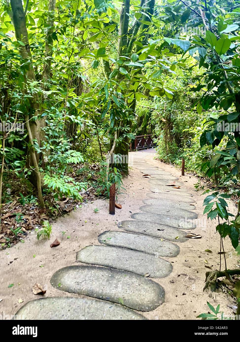 Magnifique sentier en pierre à travers une forêt tropicale littorale à Belize Banque D'Images