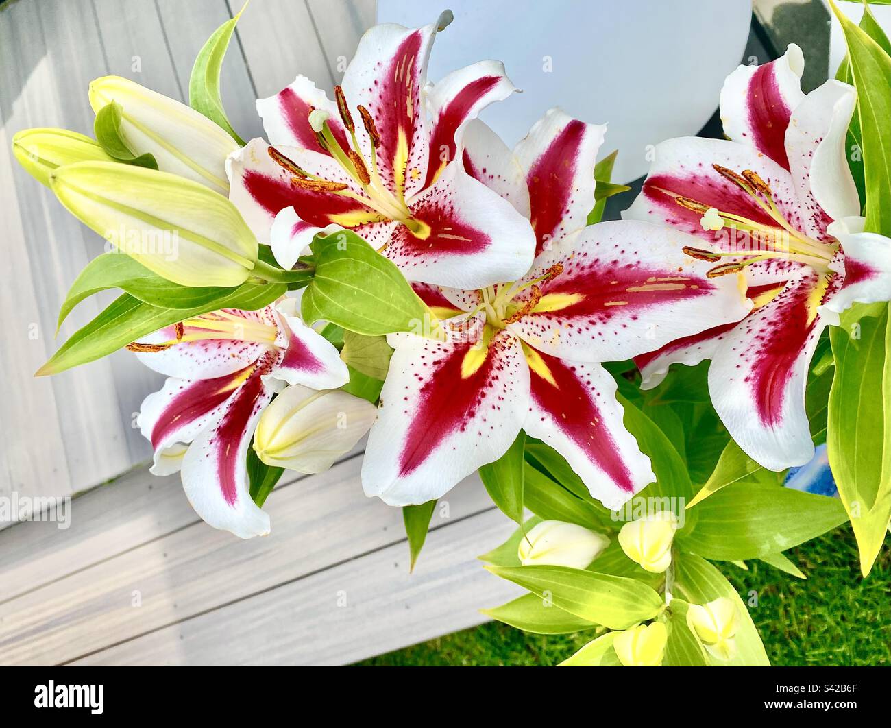 Une plante lumineuse et gaie de lys orientaux de Big Smile avec des pétales rouges, jaunes et blancs en trois couleurs qui fleurissent dans le jardin. Banque D'Images
