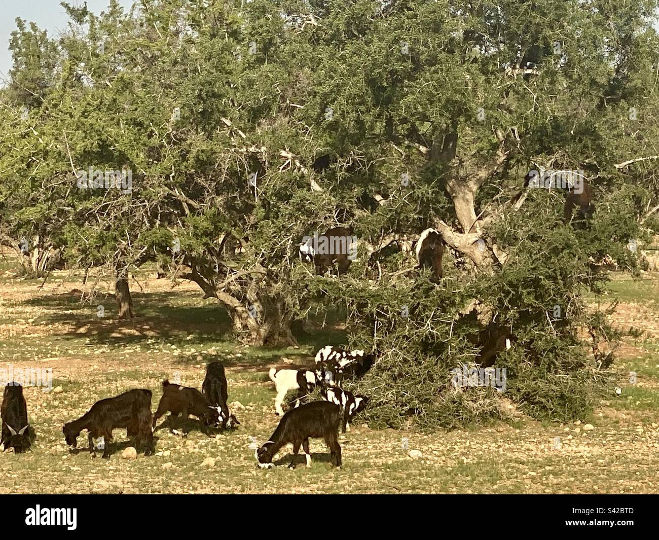 Chèvres dans les arbres. Maroc. Banque D'Images
