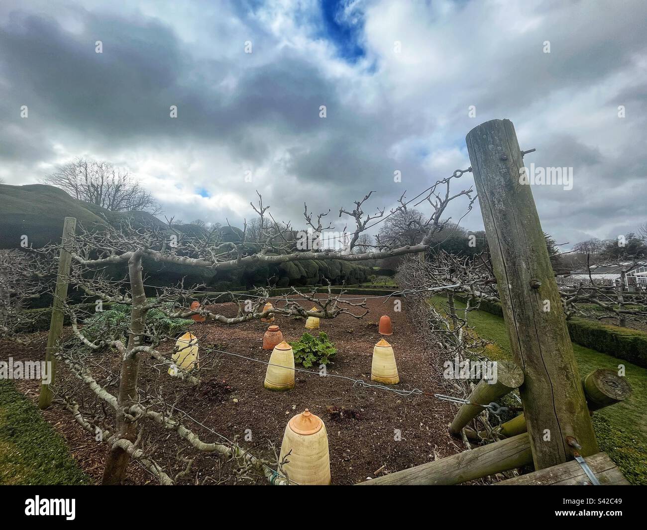 Pommiers à deux branches dans le jardin du château de Walmer dans le Kent Banque D'Images