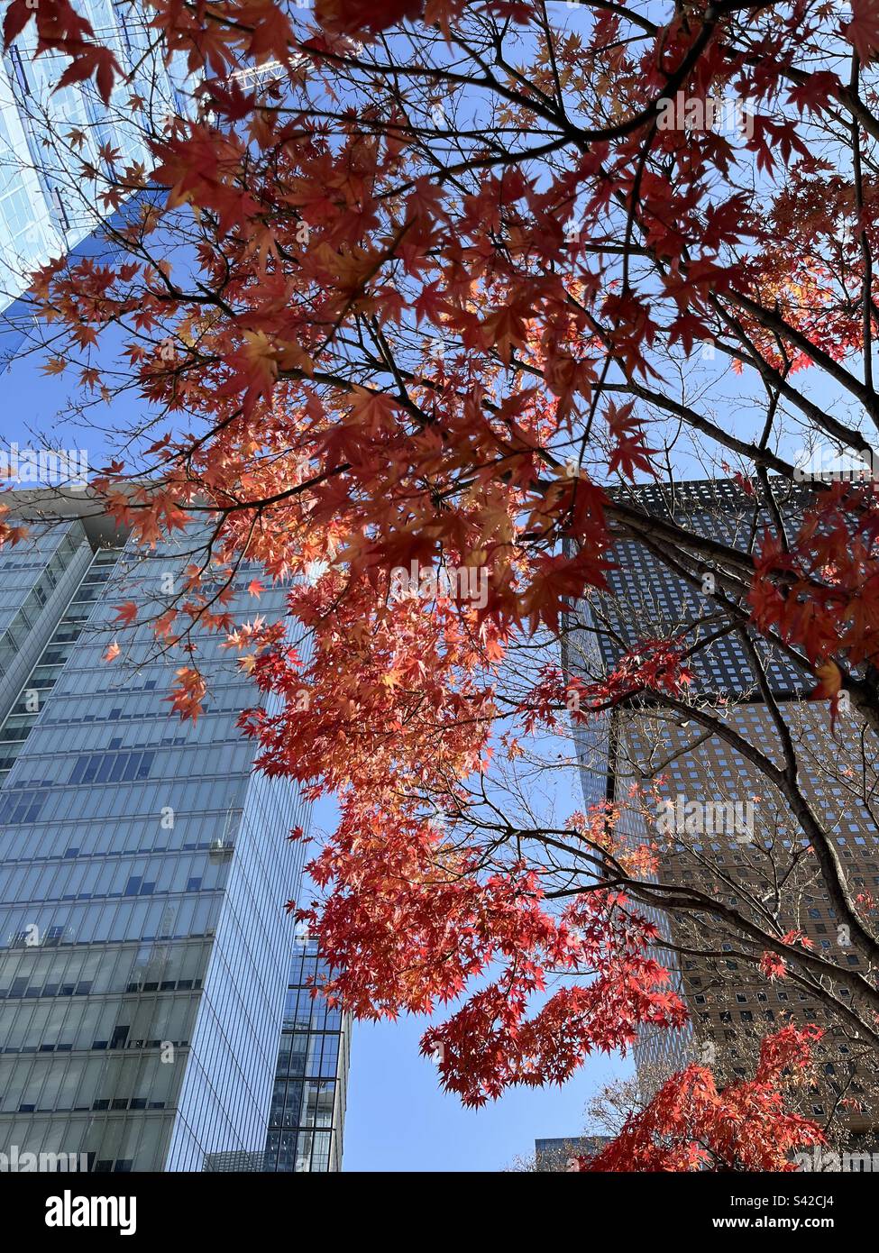 Feuilles rouges d'érable à séoul en corée Banque D'Images