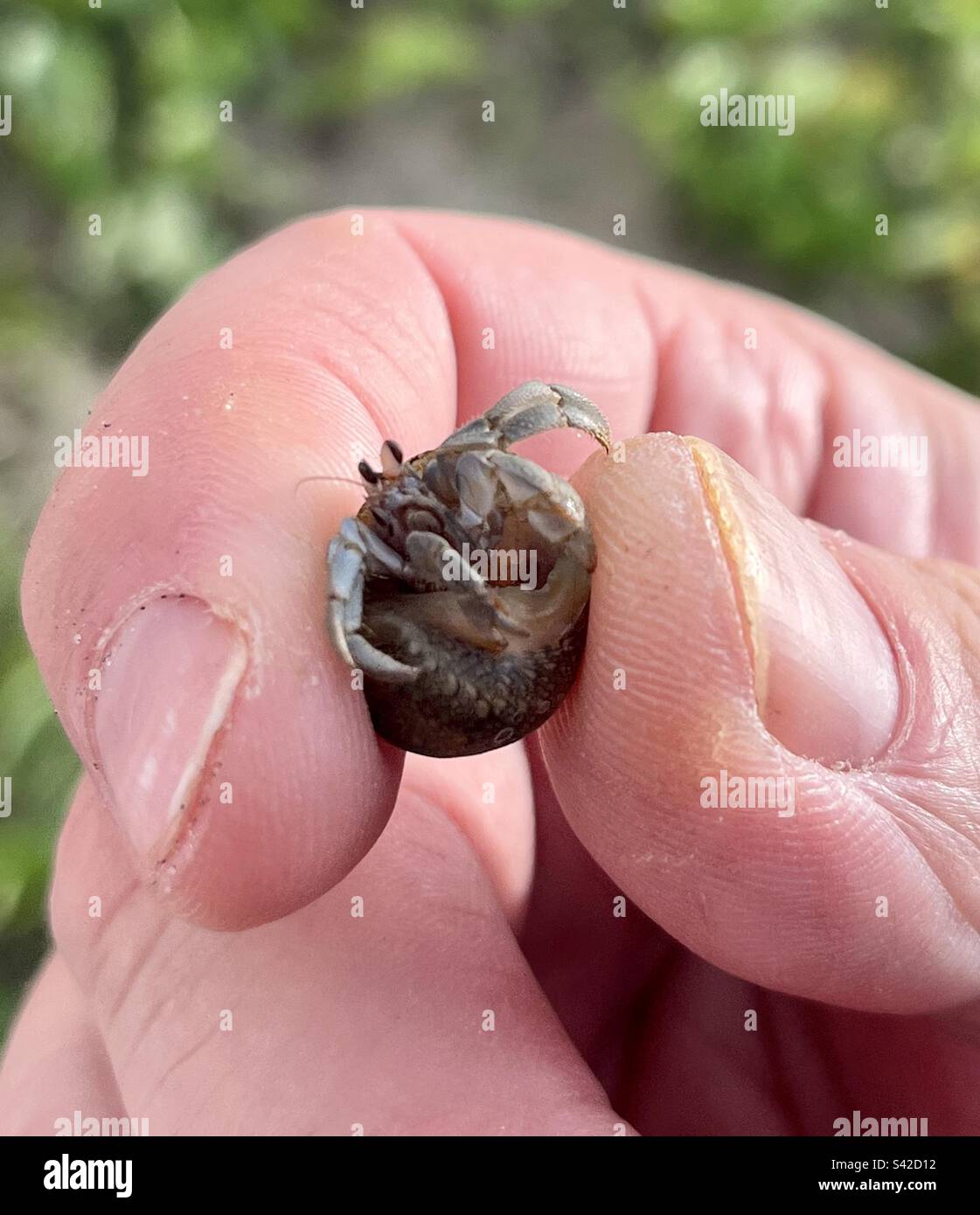 Un minuscule crabe hermite dans ma main. Banque D'Images