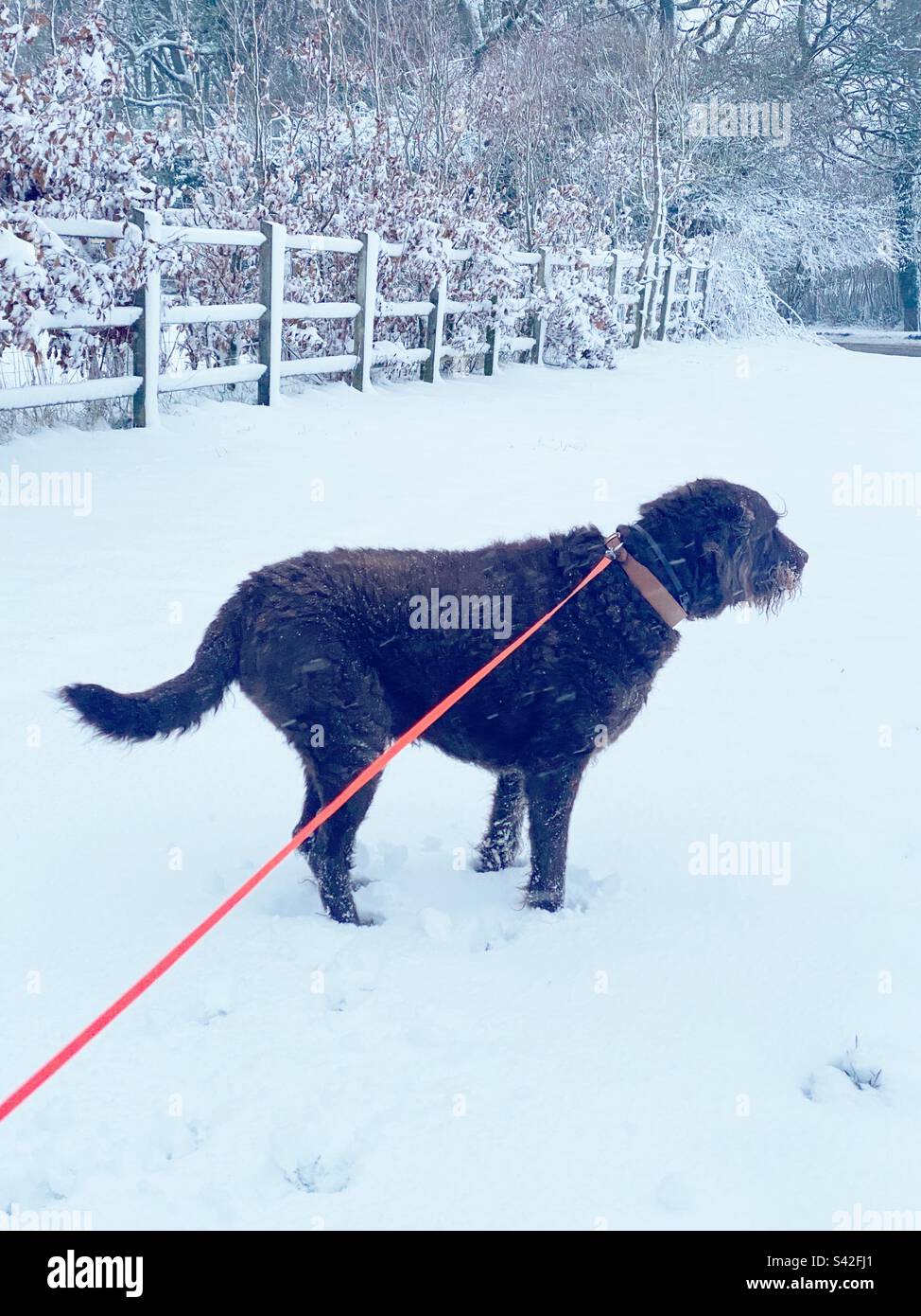 Labradoodle Dog Walk in the Snow, Hampshire, Angleterre, Royaume-Uni Banque D'Images
