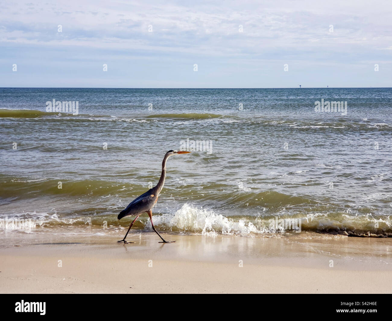 Le Great Blue Heron se balade le long de la plage à la recherche d'un repas - Image de stock capturée avec un smartphone Le Great Blue Heron se balade le long de la plage à la recherche d'un repas - Image de stock capturée avec un smartphone