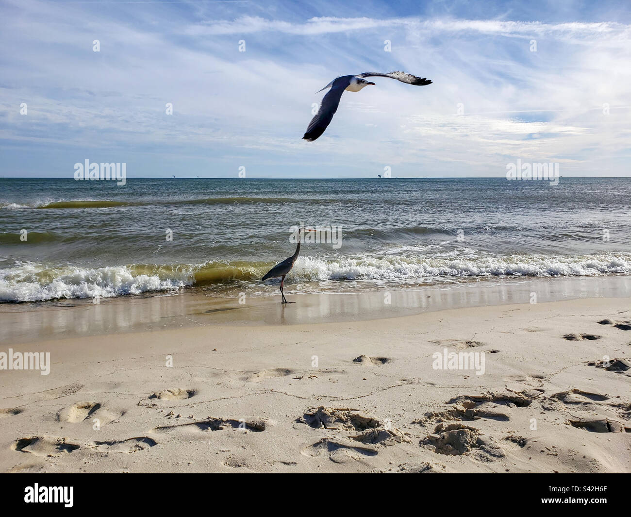 Oiseaux de mer sur la côte du golfe - Image de stock capturée avec un smartphone Oiseaux de mer sur la côte du golfe - Image de stock capturée avec un smartphone