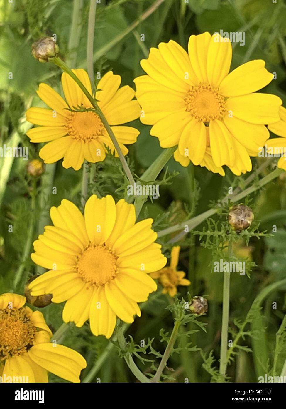 Fleurs sauvages jaune Banque D'Images