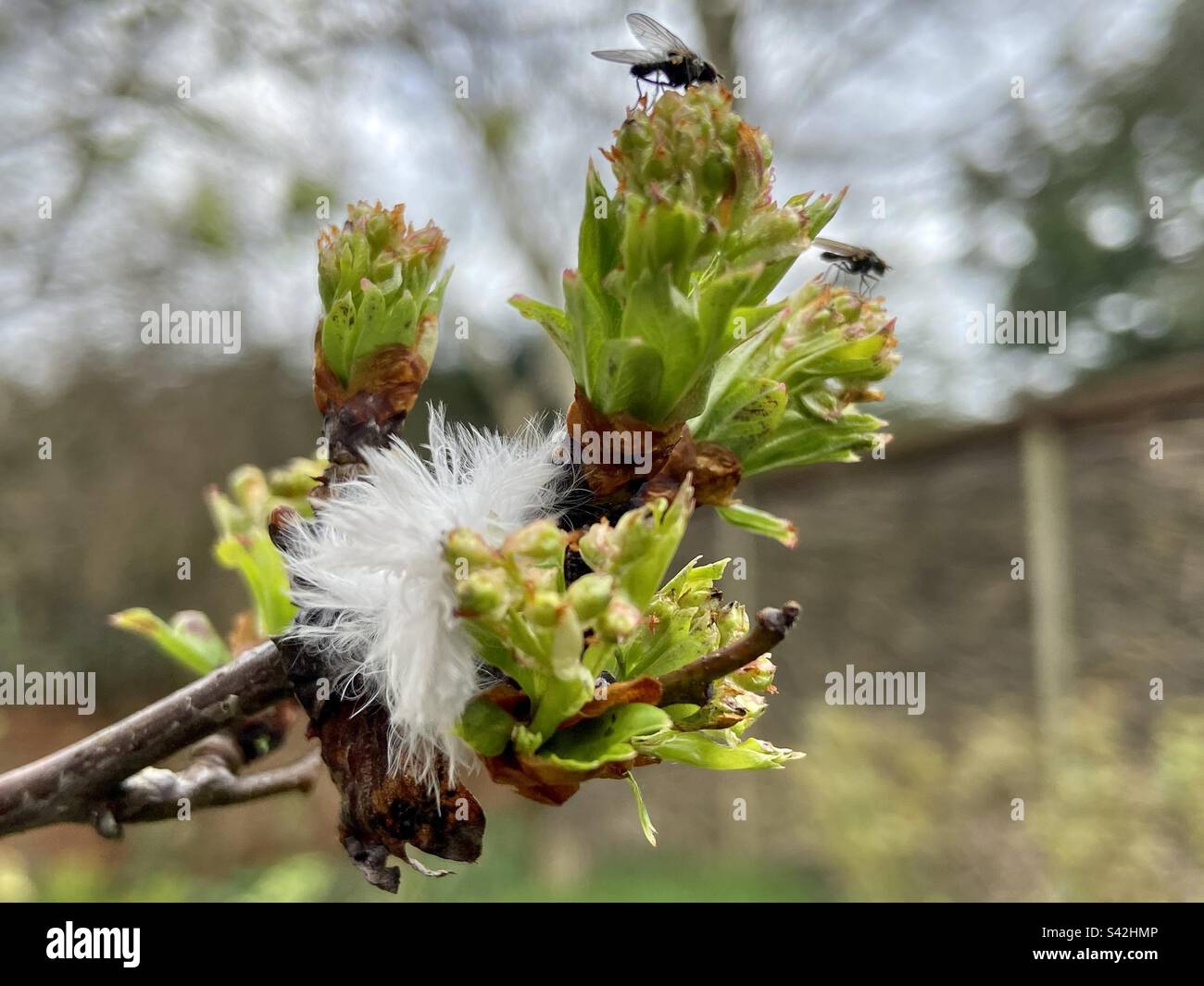 Insectes perchés sur Glastonbury/ Saint/ Thorn palestinien à côté d'une plume d'ange. Banque D'Images