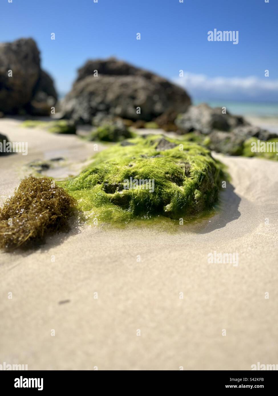 Gros plan de rochers couverts d'algues sur une plage des Caraïbes. Photo prise en Guadeloupe en décembre 2022 Banque D'Images