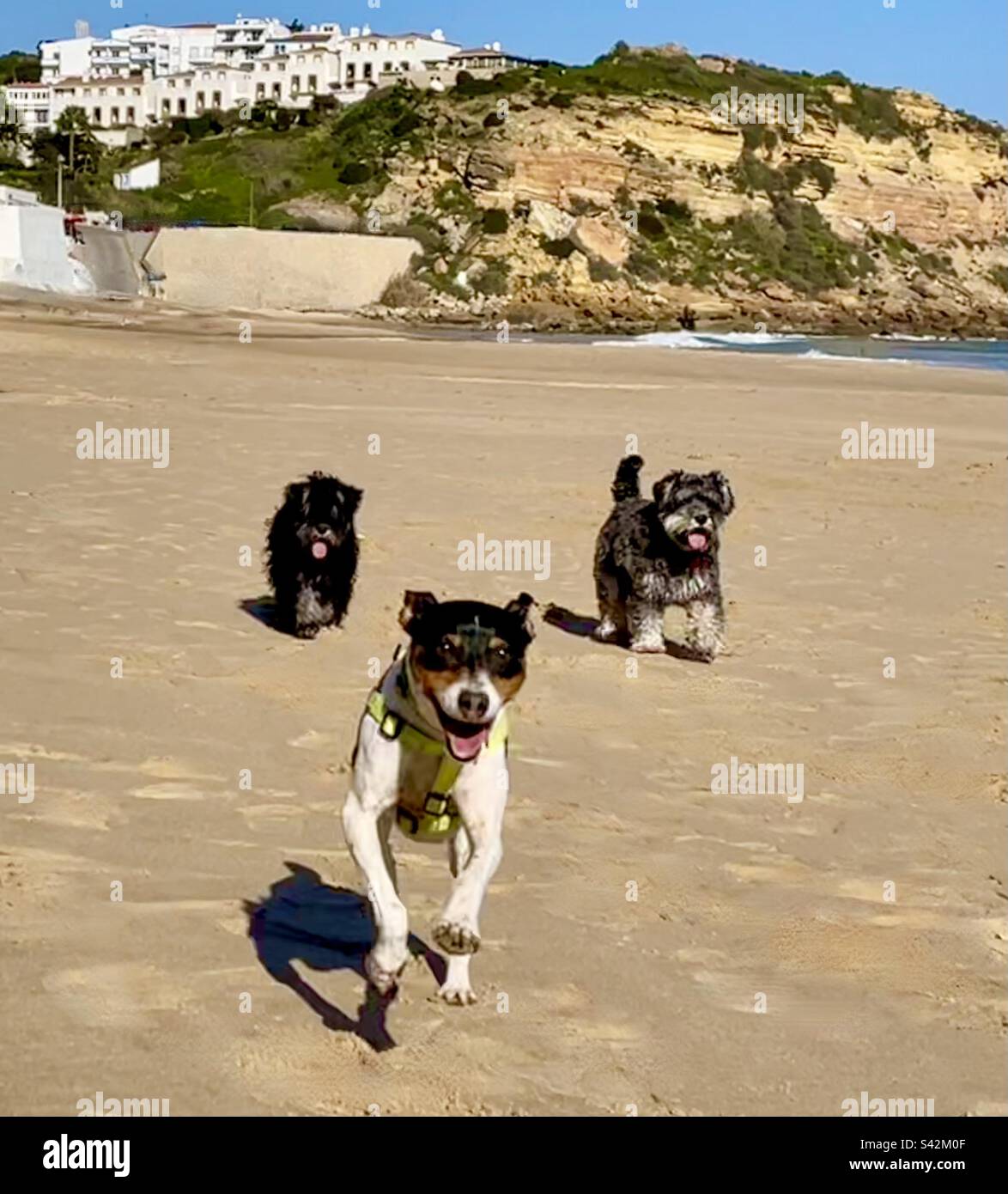 Happy Dogs jouant sur la plage de l'Algarve Banque D'Images