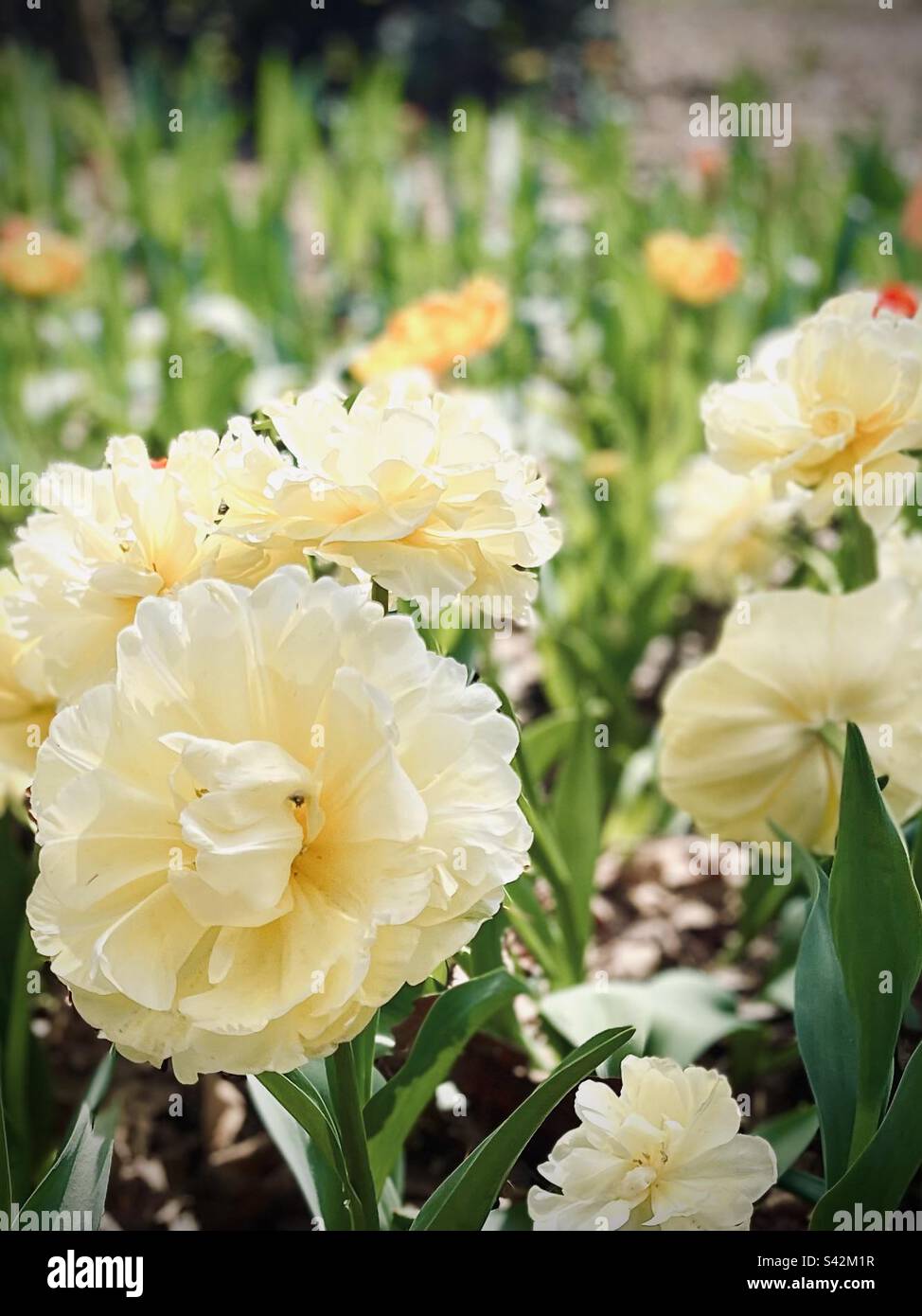 De belles tulipes jaunes doubles en pleine fleur Banque D'Images