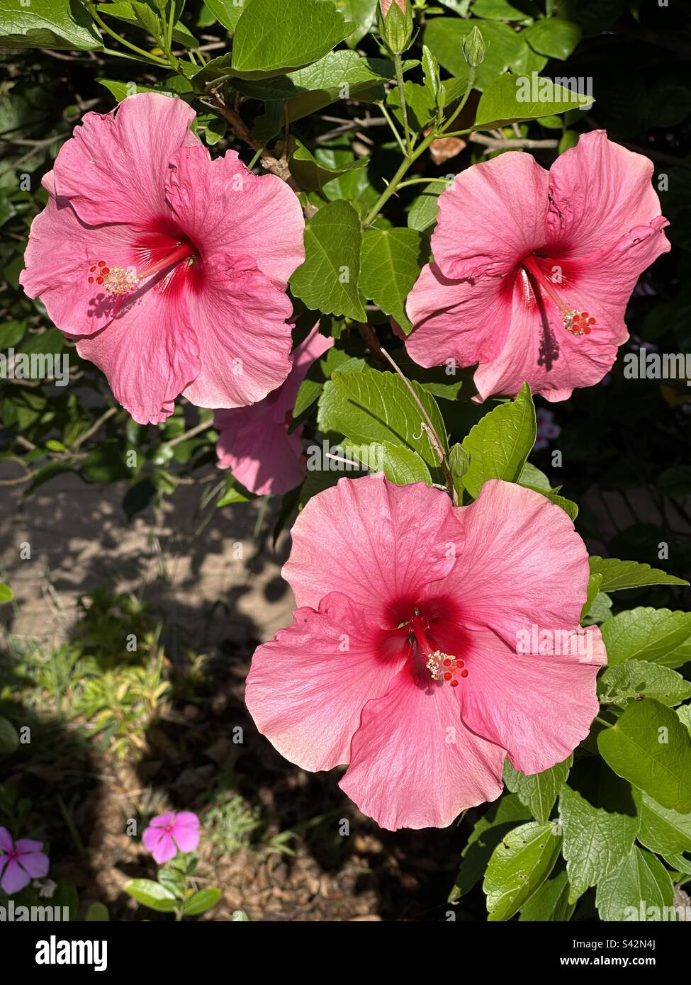 Fleurs d'hibiscus rose Banque D'Images