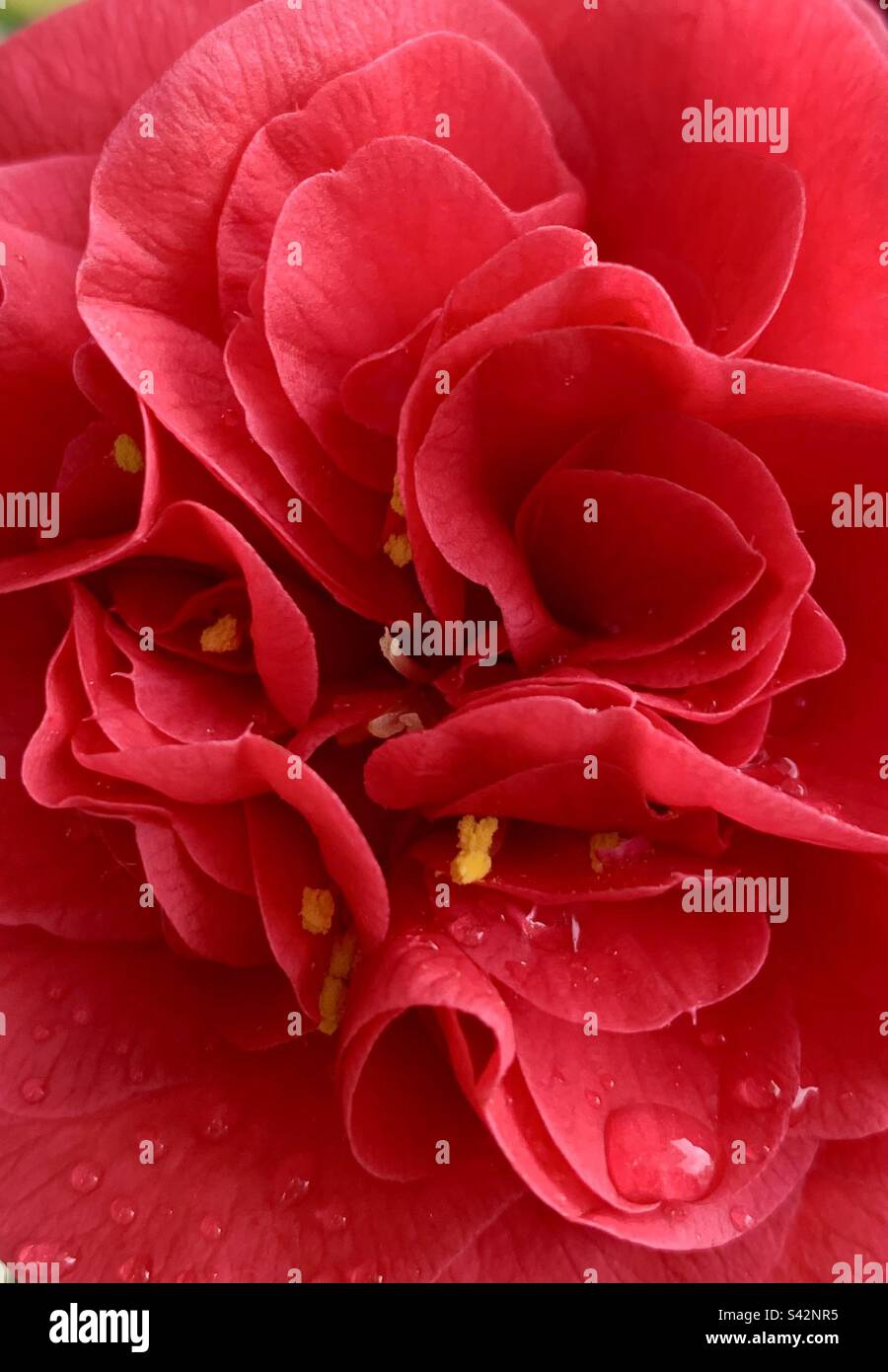 Gros plan de la fleur de camélia rouge avec gouttes de pluie sur les pétales Banque D'Images