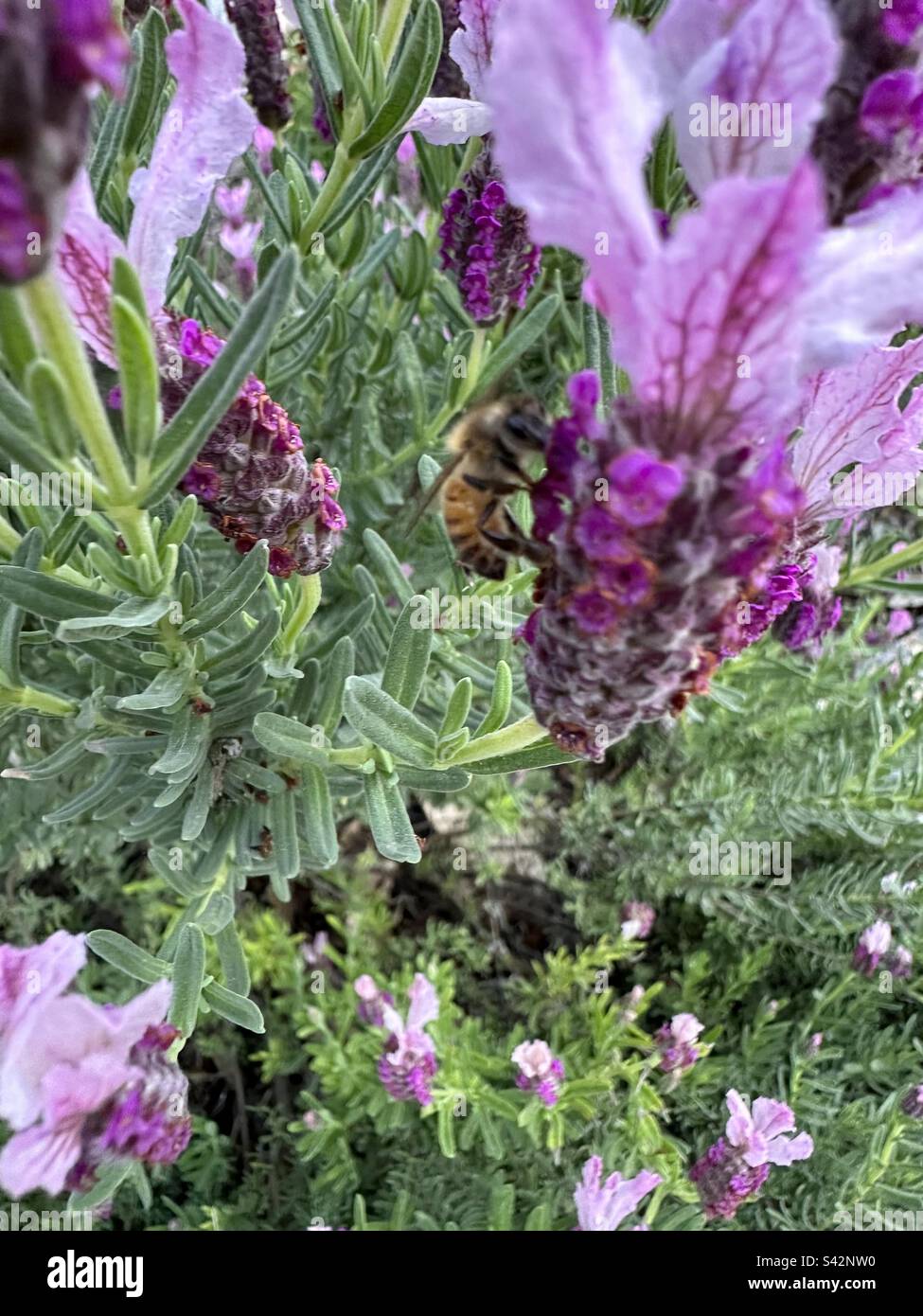Une abeille occidentale rassemble le pollen des fleurs de lavande surmontées. Banque D'Images