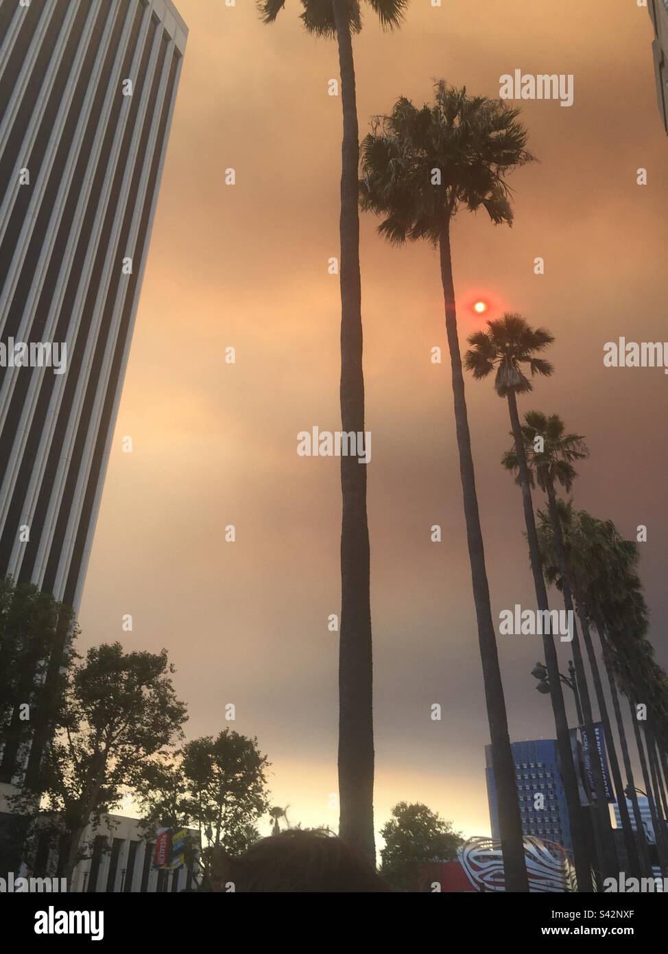 Ciel fumé avec palmiers saison de feu Banque D'Images