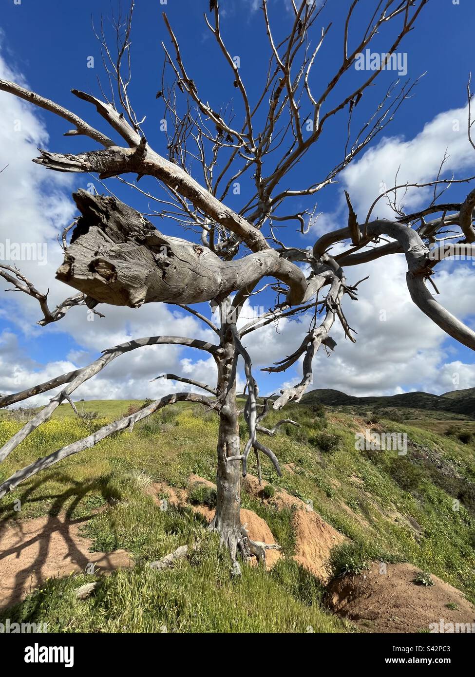 Un arbre mort sur un flanc de colline vert contre un ciel bleu nuageux - Image de stock capturée avec un smartphone