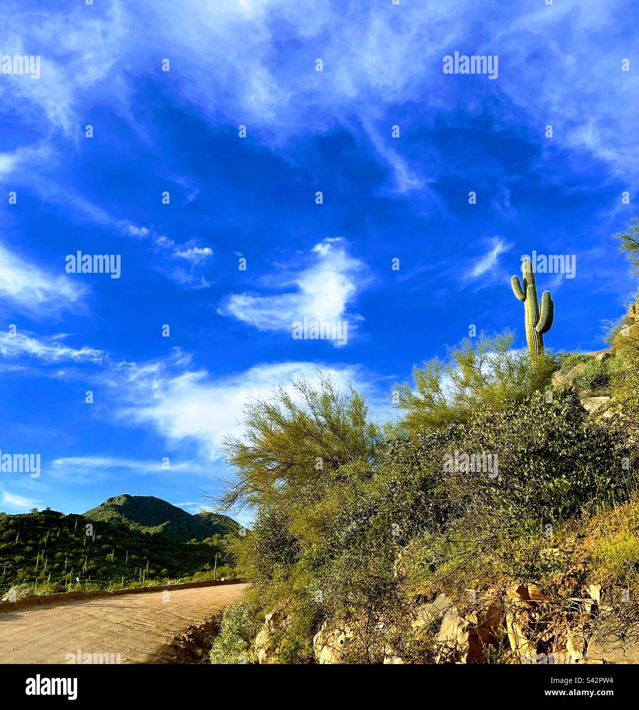 Cactus d'Arizona et nuage de coeur Banque D'Images