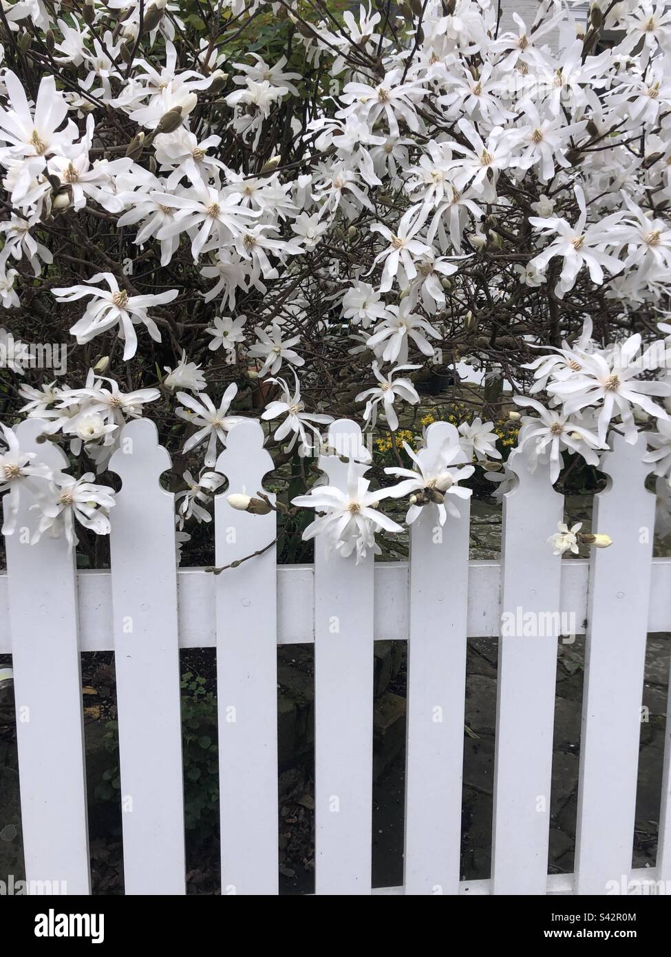 Fleurs blanches de printemps Banque D'Images