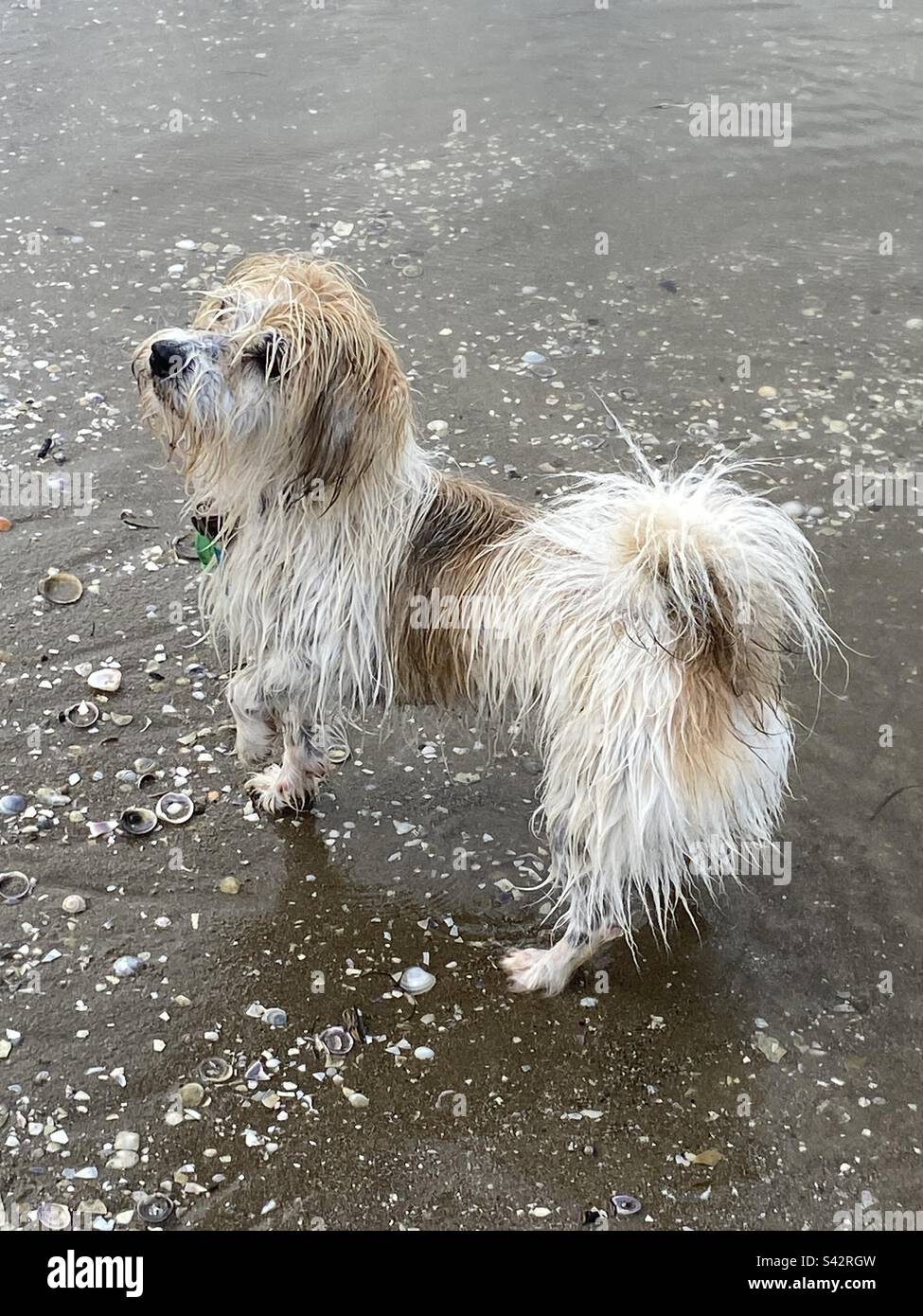 Adorable chien boueux sur la plage Banque D'Images