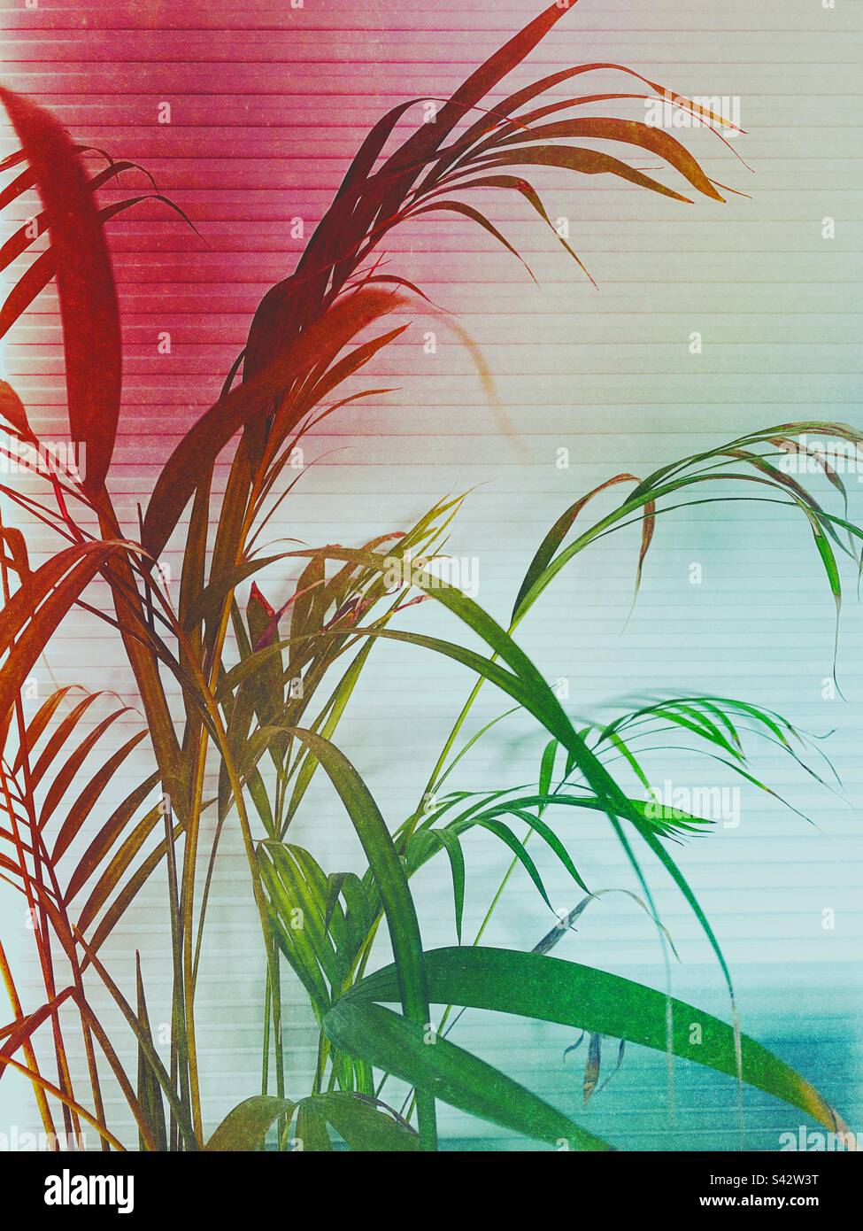 Plante feuillue devant les stores Banque D'Images