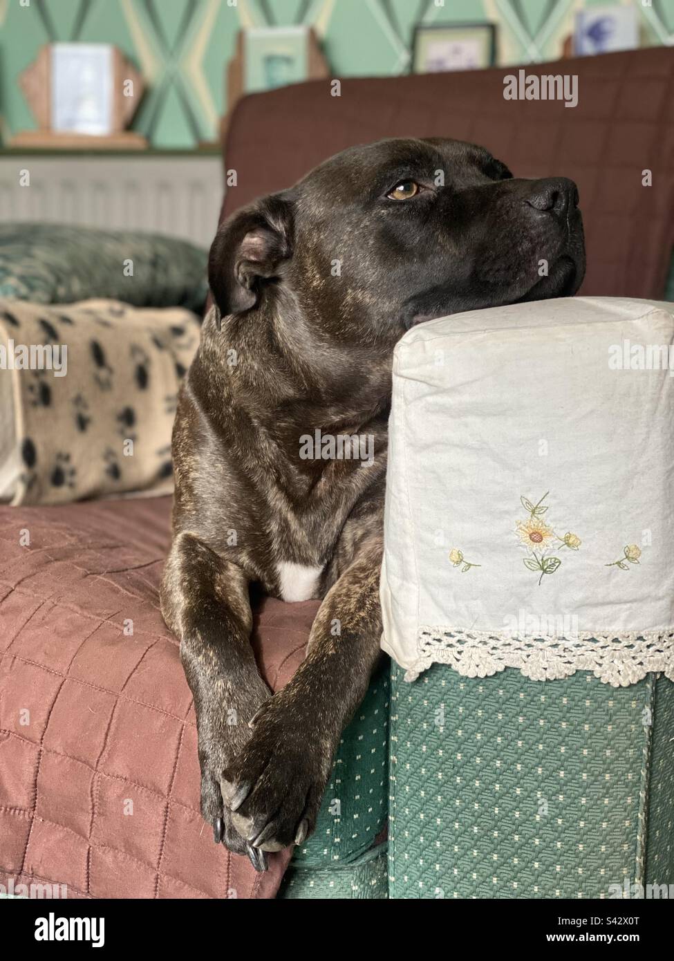 Staffordshire Bull Terrier se prélassant sur un fauteuil avec sa tête reposant sur le bras Banque D'Images