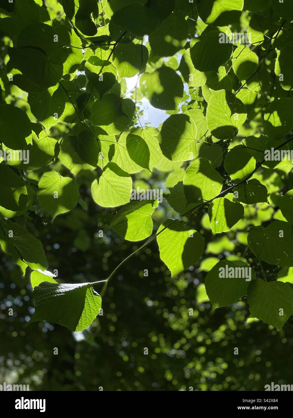 Rêver de l'été - Image de stock capturée avec un smartphone