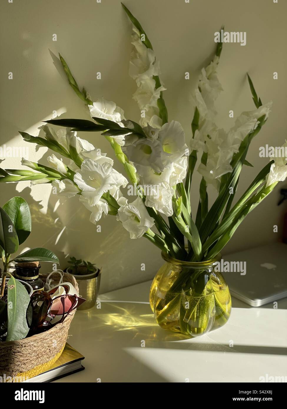 Aster de septembre dans vase jaune recyclé Banque D'Images
