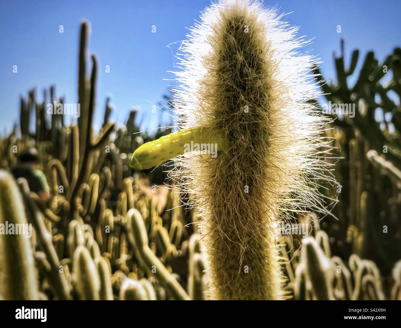 Gros plan du cactus de sparting contre les cactus et le ciel bleu. Banque D'Images