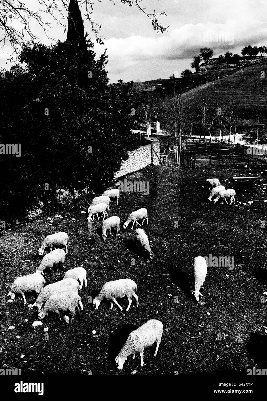 Les moutons bissent dans le village de Ronda en Espagne Banque D'Images