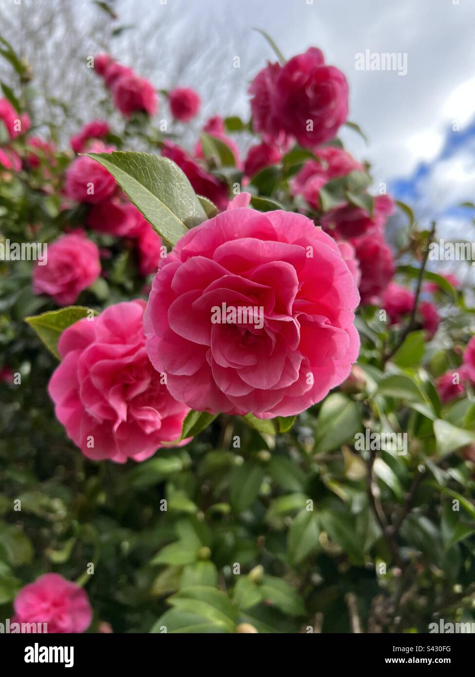 Un Camellia rose vif montrant des feuilles vertes brillantes dans un jardin anglais au printemps Banque D'Images