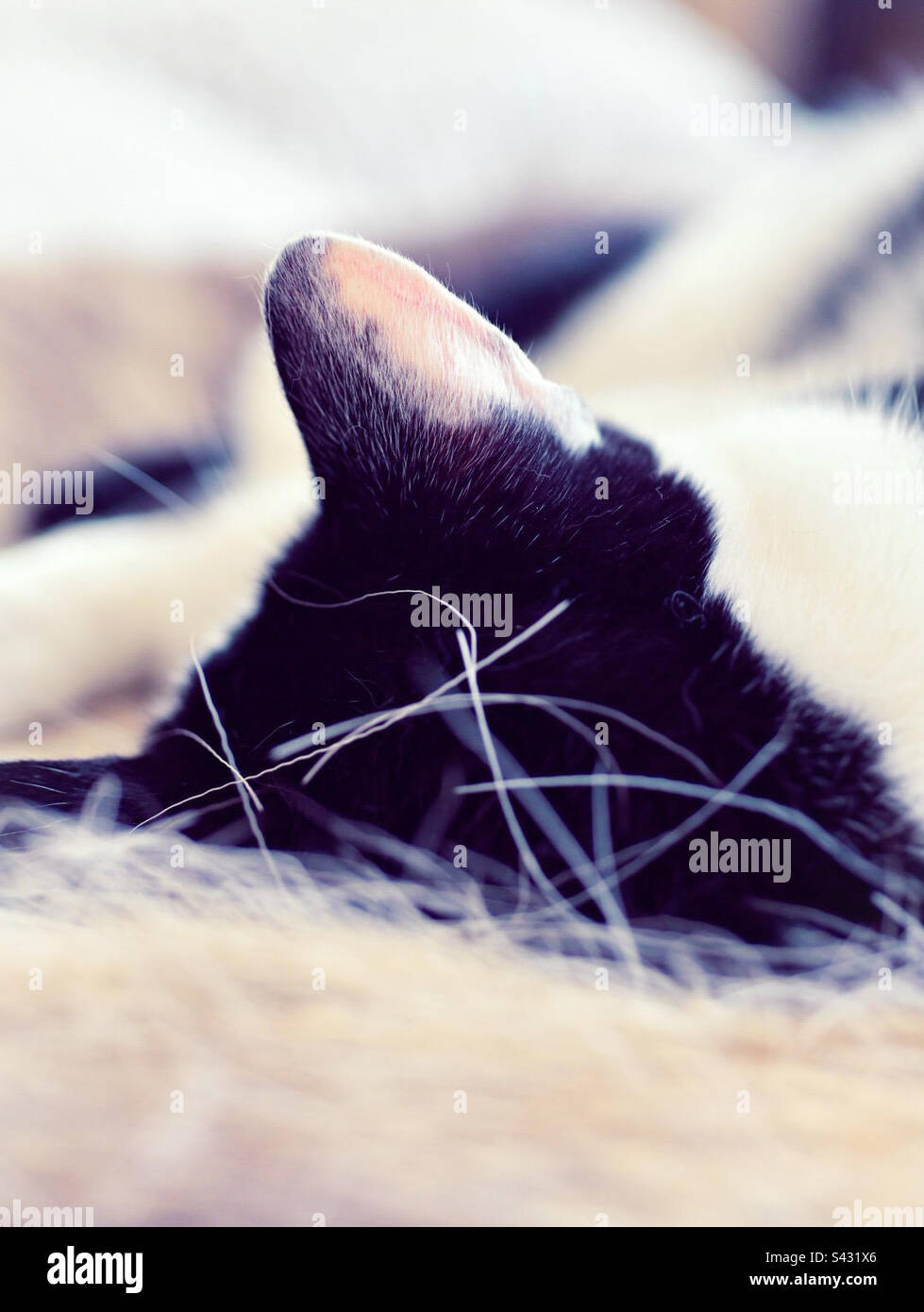 Vue rapprochée d'une oreille de chat endormi sur une peau de renne Banque D'Images