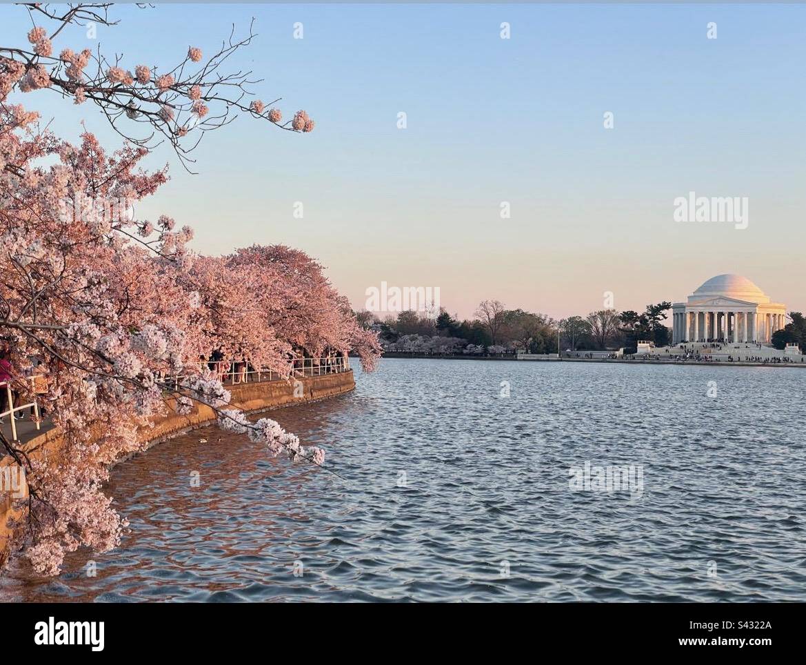 Le Thomas Jefferson Memorial se trouve derrière le lac de Tidal Basin pendant le coucher du soleil au National Cherry Blossom Festival Washington, D.C. Banque D'Images