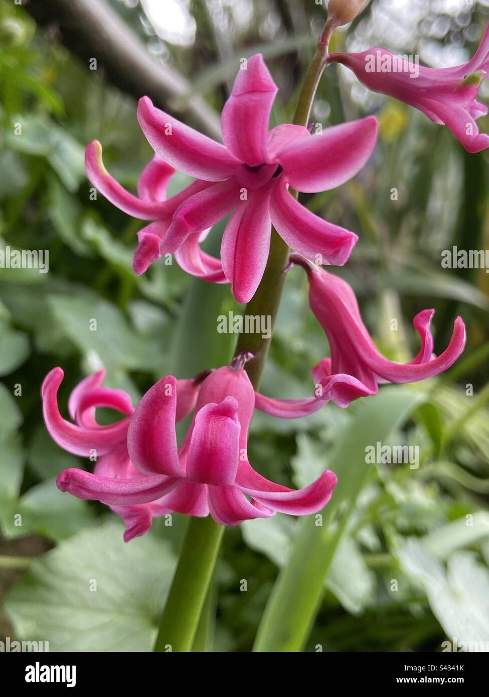 Les hyacinthes au printemps Banque D'Images