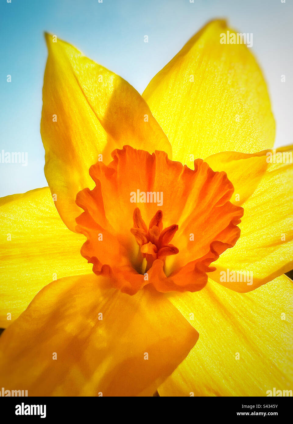 Gros plan de Daffodil rétroéclairé par le soleil contre un ciel bleu Banque D'Images