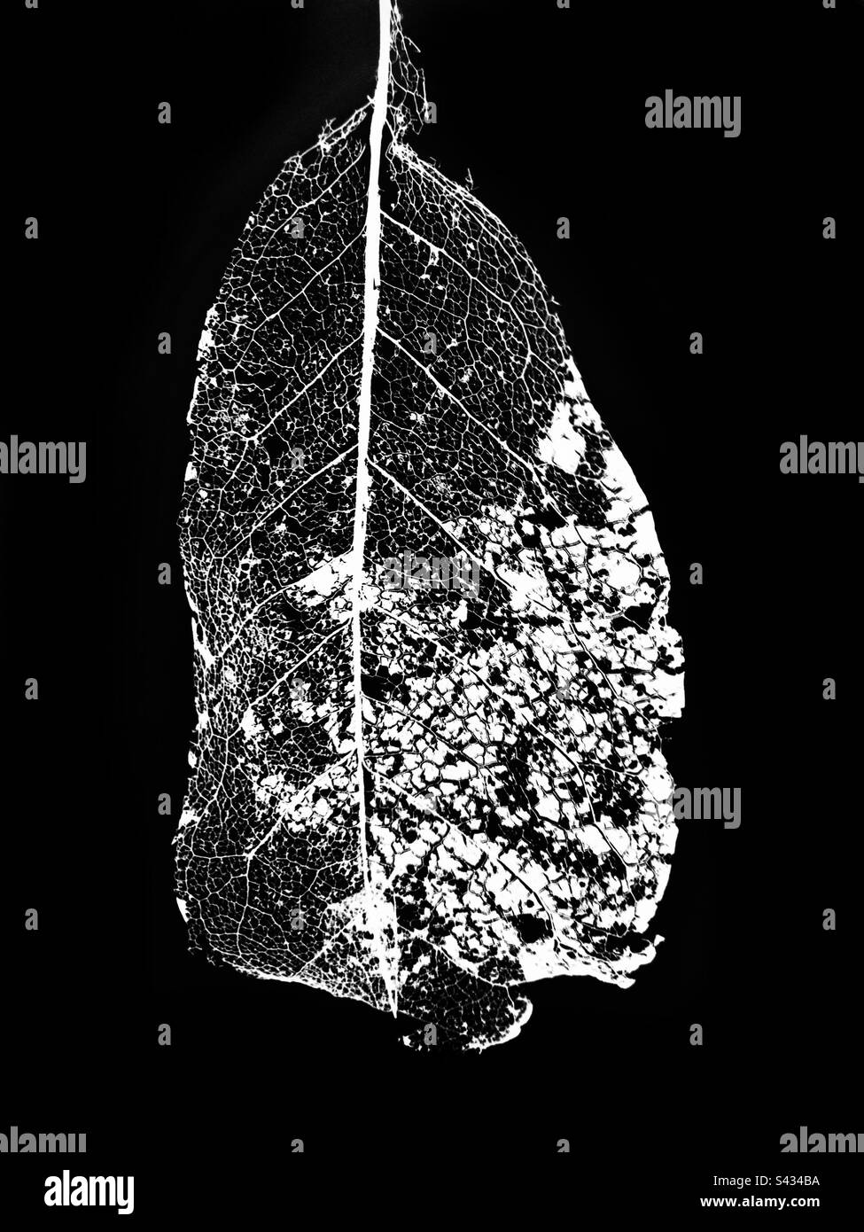 Image inversée en noir et blanc d'une feuille de squelette sur fond noir - Image de stock capturée avec un smartphone