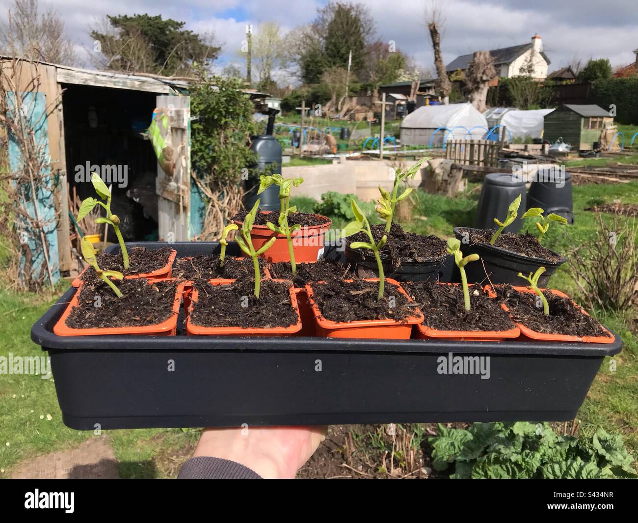 Bac de jardinage de semis de haricots nains prêt à planter avril 2023 Royaume-Uni Banque D'Images